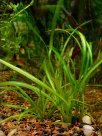 Echinodorus tenellus
